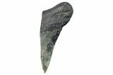 Partial Megalodon Tooth - South Carolina #272563-1